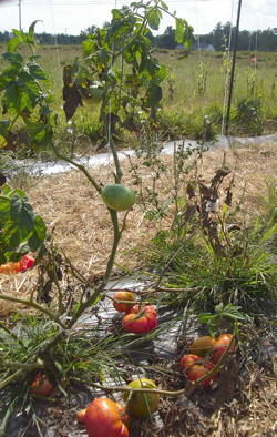 A photograph of tomato plants with brown and shriveled leaves